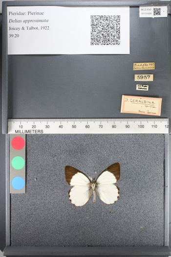 Media type: image;   Entomology 131656